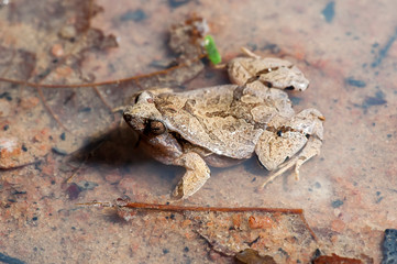 Frog photographed in Linhares and Sooretama, Espirito Santo. Southeast of Brazil. Atlantic Forest Biome. Picture made in 2014.