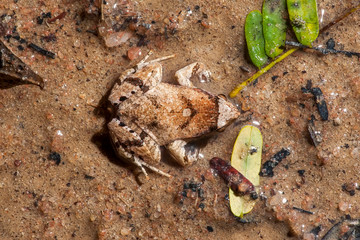 Frog photographed in Linhares and Sooretama, Espirito Santo. Southeast of Brazil. Atlantic Forest Biome. Picture made in 2014.