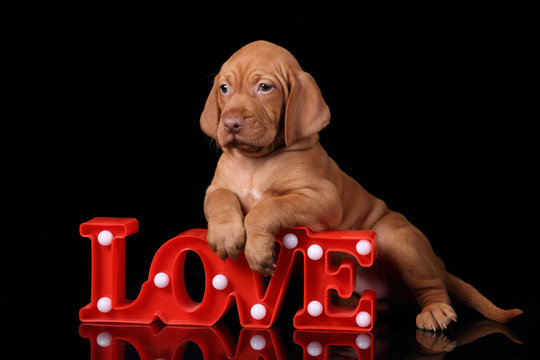Vizsla cute sales