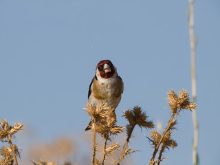Guiljero