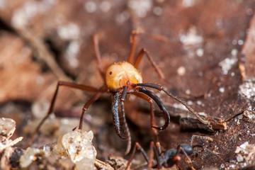 Army ant photographed in Linhares, Espirito Santo. Southeast Brazil. Atlantic Forest Biome. Registration made in 2014.