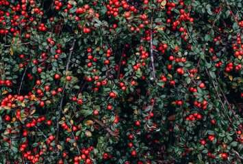 christmas green bush red berries winter snow