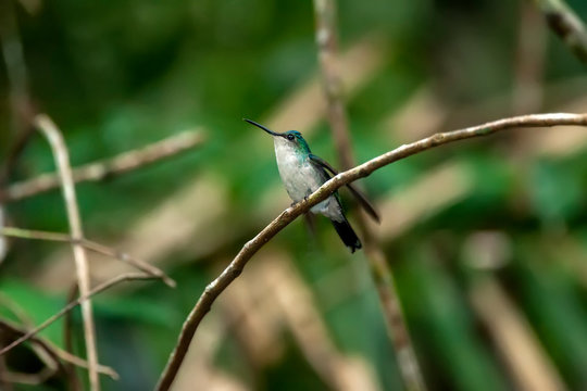 Hummingbird photographed in Linhares, Espirito Santo. Southeast of Brazil. Atlantic Forest Biome. Picture made in 2014.