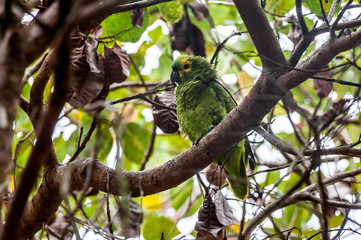 Parrot photographed in Linhares, Espirito Santo. Southeast of Brazil. Atlantic Forest Biome. Picture made in 2014.