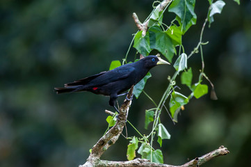 Bird photographed in Linhares, Espirito Santo. Southeast of Brazil. Atlantic Forest Biome. Picture made in 2014.