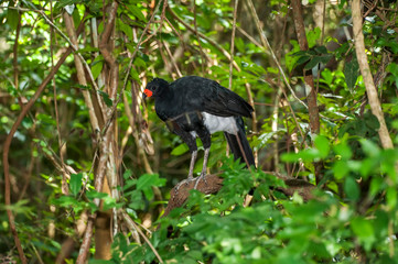 Bird photographed in Linhares, Espirito Santo. Southeast of Brazil. Atlantic Forest Biome. Picture made in 2014.