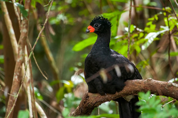Bird photographed in Linhares, Espirito Santo. Southeast of Brazil. Atlantic Forest Biome. Picture made in 2014.