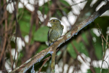 Red headed Manakin Female photographed in Linhares, Espirito Santo. Southeast of Brazil. Atlantic Forest Biome. Picture made in 2014.