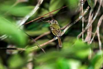 Bird photographed in Linhares, Espirito Santo. Southeast of Brazil. Atlantic Forest Biome. Picture made in 2014.