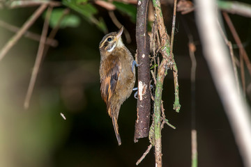 Bird photographed in Linhares, Espirito Santo. Southeast of Brazil. Atlantic Forest Biome. Picture made in 2014.