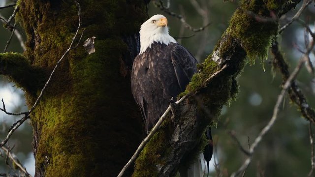 bald eagle in a tree looking for prey