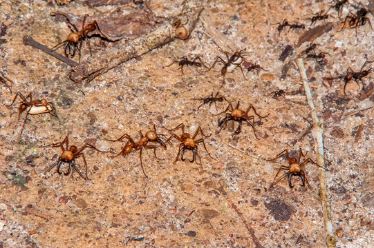Army Ant photographed in Linhares, Espirito Santo. Southeast of Brazil. Atlantic Forest Biome. Picture made in 2014.