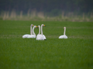 Cisnes