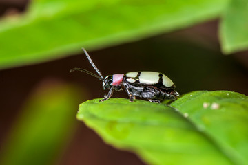 Flea Beetle photographed in Linhares, Espirito Santo. Southeast of Brazil. Atlantic Forest Biome. Picture made in 2014.
