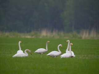Cisnes