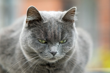 Closeup portrait of serious grey furry cat.