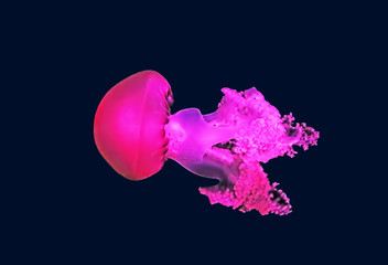 Close up view of glowing pink jellyfish © Gelia