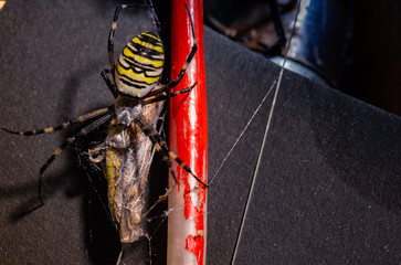 a large black and yellow striped spider has caught prey and is eating it
