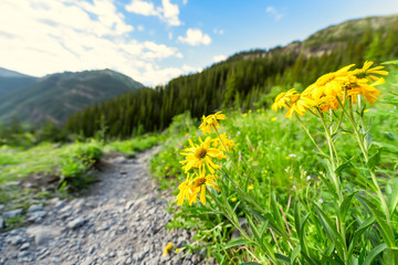 Green alpine rocky mountains with footpath and yellow wildflowers on trail to Ice lake near...