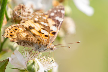 Painted Lady Butterfly