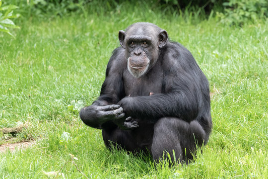 Bemused Adult Chimpanzee