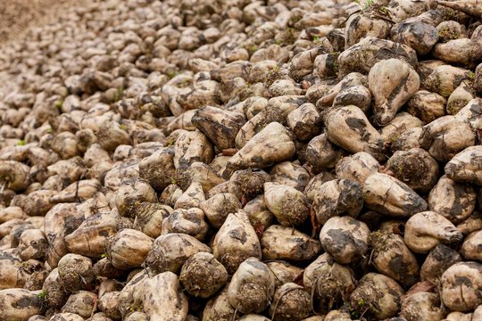 heep of fresh digged sugar beets