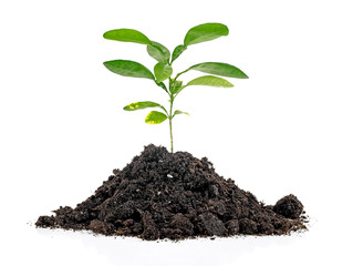 Green sprout growing out from soil isolated on white background - obrazy, fototapety, plakaty
