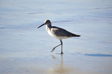 A Stroll on the beach