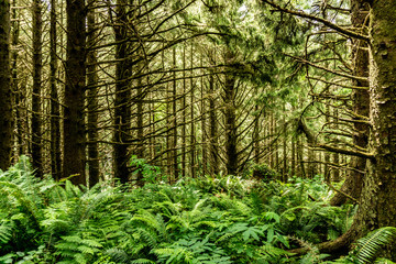Naklejka premium FOREST OF THE PACIFIC NORTH WEST