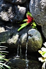 Exotic flower growing between rocks