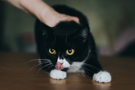black and white cat with a white mustache, which licks its nose with tongue, man presses a hand