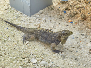 iguana on the beach - 2