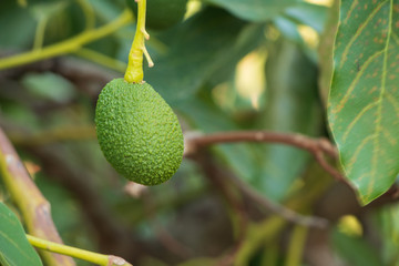 green fruit on tree-avocado