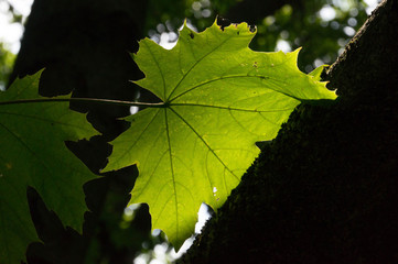 Tree leaf in the light