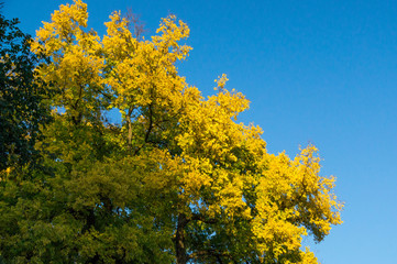 Fototapeta premium Close up shot of a yellow foliage