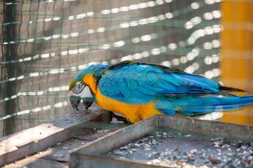 Obraz premium Colorful parrot in a cage at a zoo.