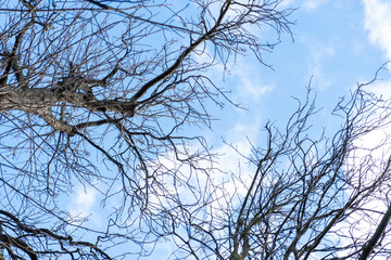 Detailaufnahmen von Baum ohne Blätter