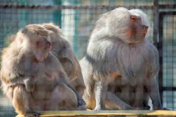 Baboon monkeys in a zoo on sunny day.