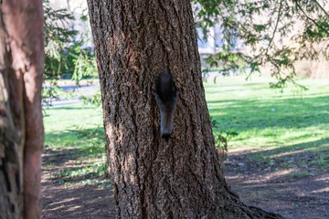 Eichhörnchen sucht nach Essen auf Baum