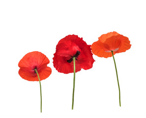 natural  with three beautiful bright poppy flowers in different shades of red and scarlet bottom view on a white isolated background