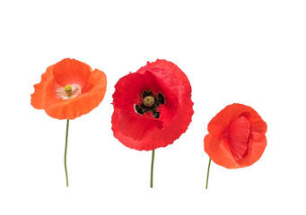 natural background with three beautiful bright red poppy flowers in different shades of red and...