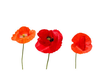 natural background with three beautiful bright red poppy flowers in different shades of red and...