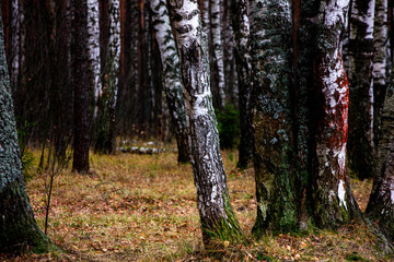 Autumn field with trees in the forest