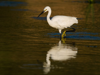 Garceta com&uacute;n