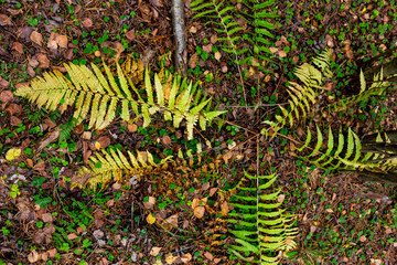 Autumn leaf in the forest