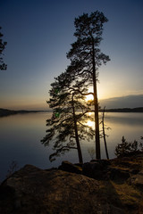 Tall pine on a cliff at sunset.