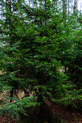 Fototapeta premium Autumn spruce in the forest