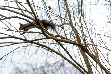Eichhörnchen sucht nach Essen