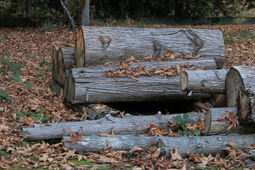 a pile of fire wood left in the fall leaves
