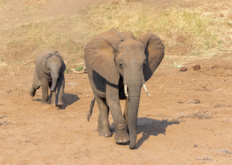 Elephant cow and calf walking in a dry riverbed in Kruger National Park in South Africa